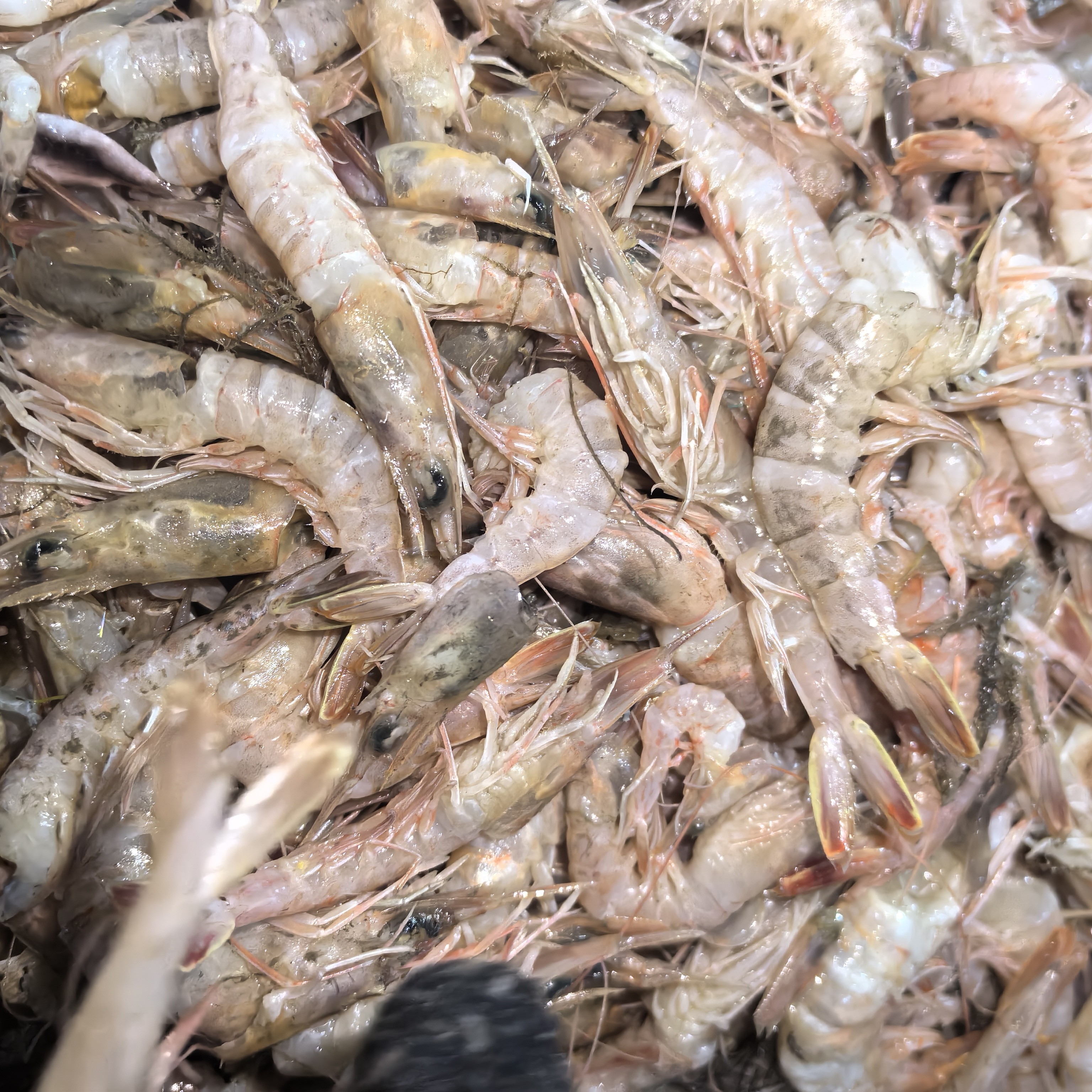 明图海捕蛎虾残虾5斤  （适合剥虾仁） 顺丰包邮