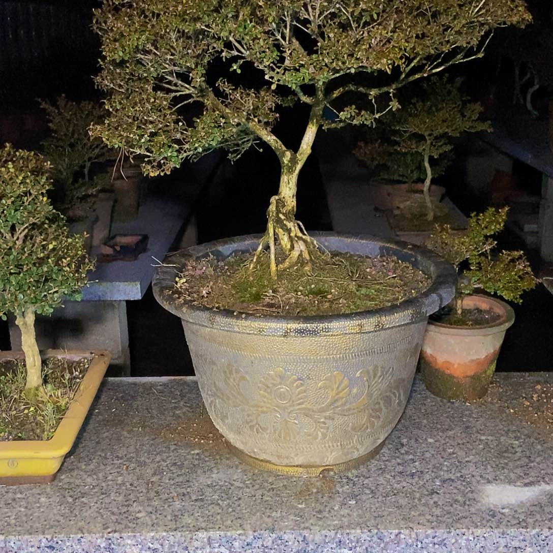 烟***安徽大别山珍珠黄杨