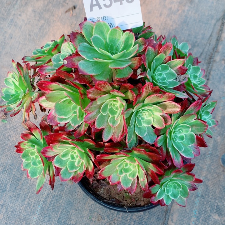 郭***芬莲花法师小宝塔带短枝543