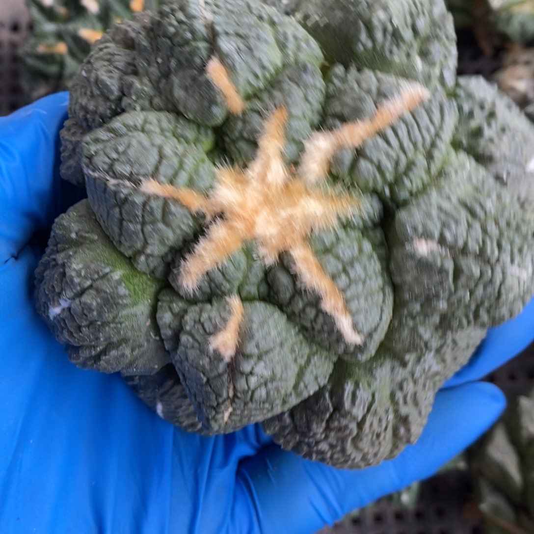 自根龟甲牡丹 9左右