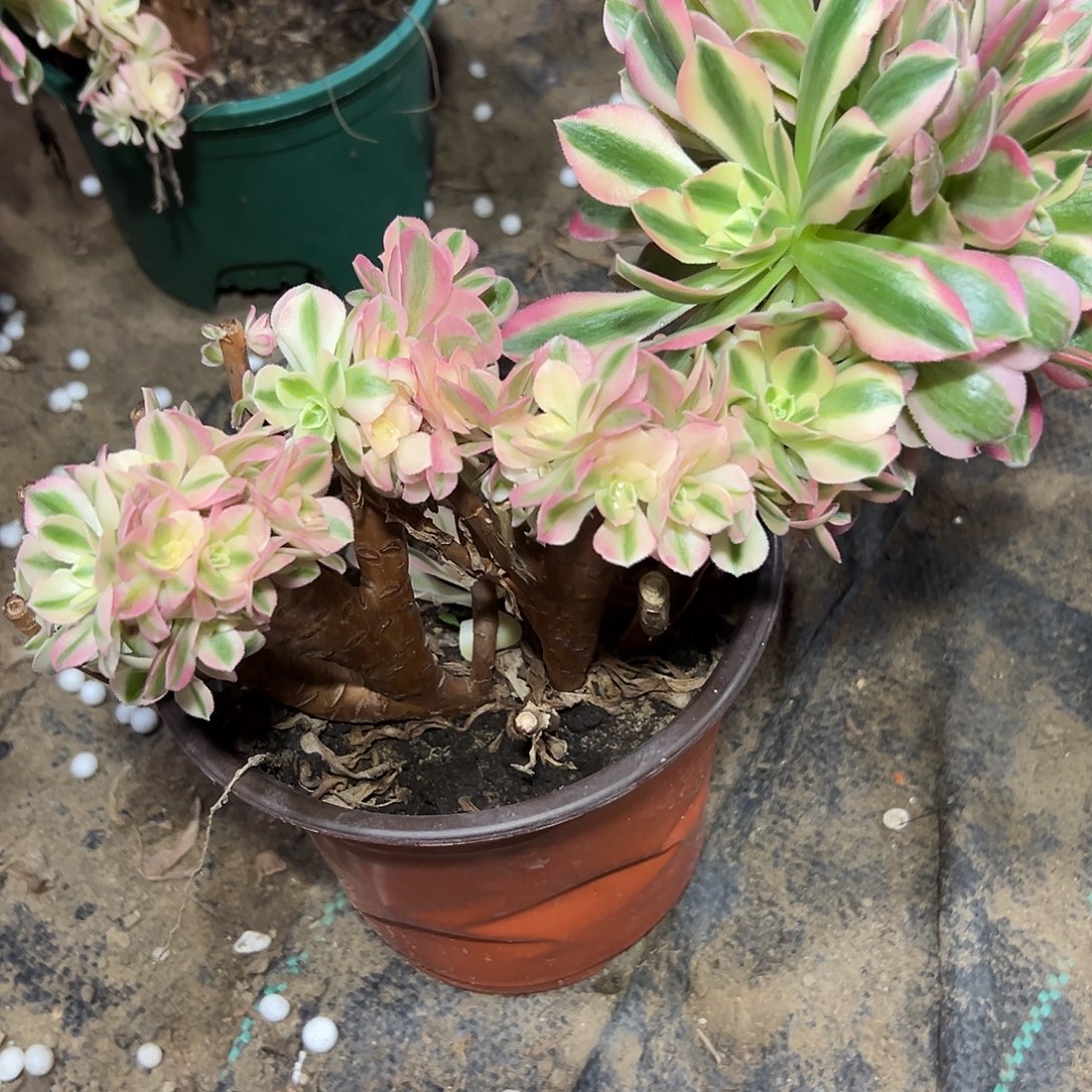 多304肉植物粉女巫母本