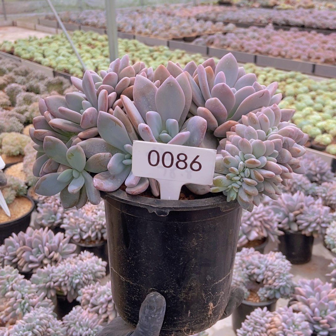 0086粉兔。         