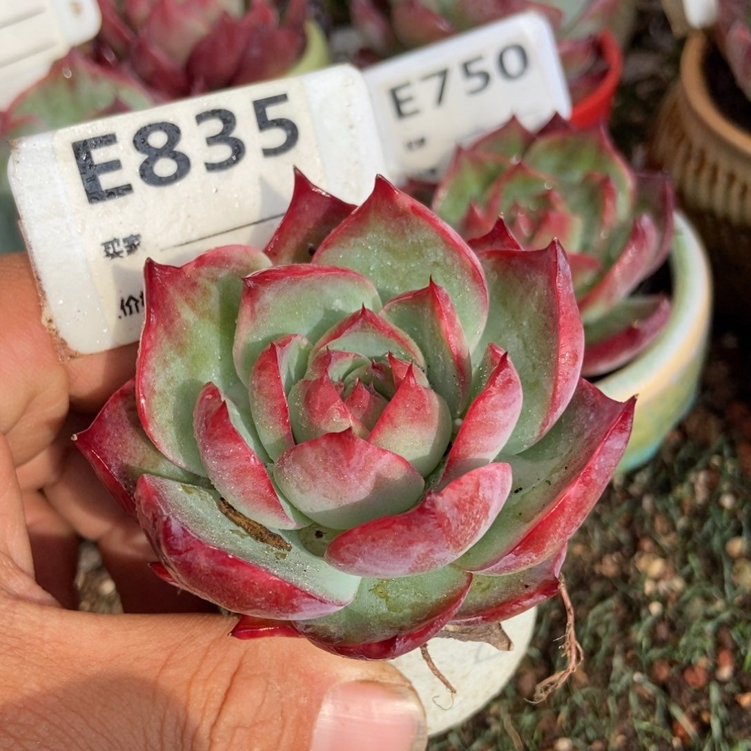 惊鸿一瞥835号楼多肉