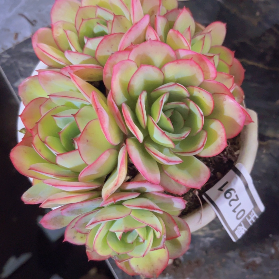 牡丹亭01291多肉植物