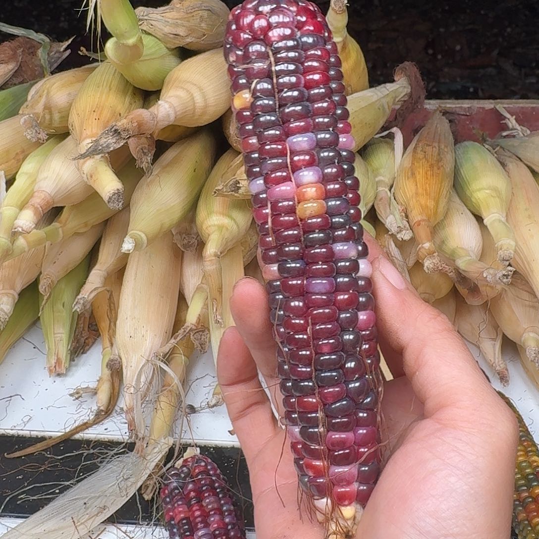 h***i柏香籽/百香籽吊坠