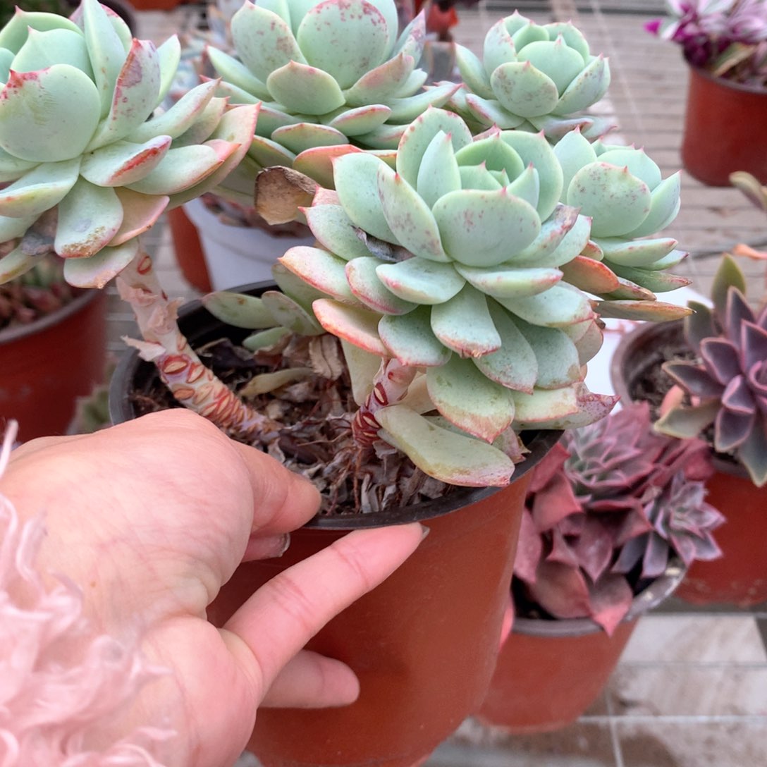 °****°恋曲多肉植物群生