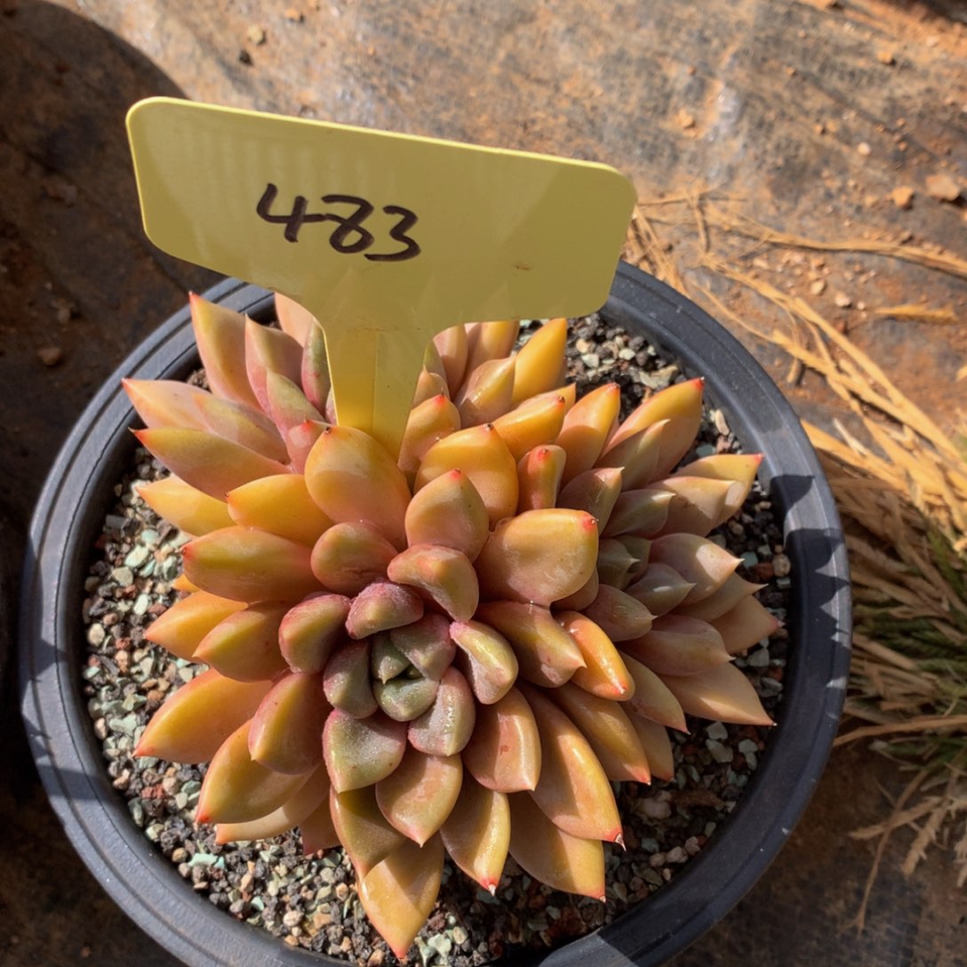 红象牙627272727727