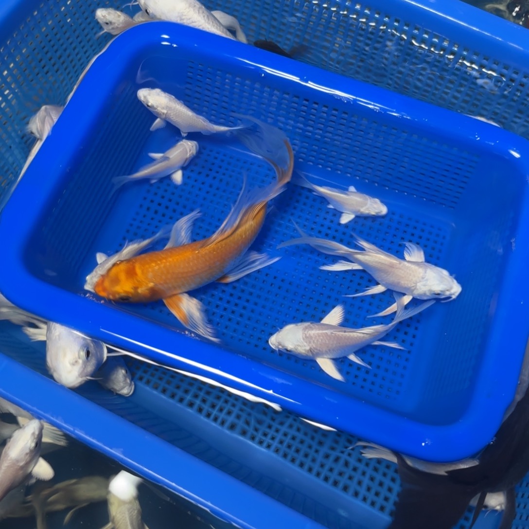 1金2小白4短尾随机