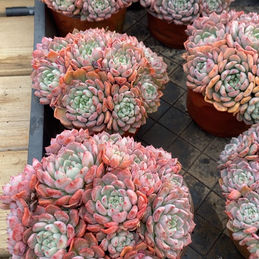 161。可爱泡泡。群生。