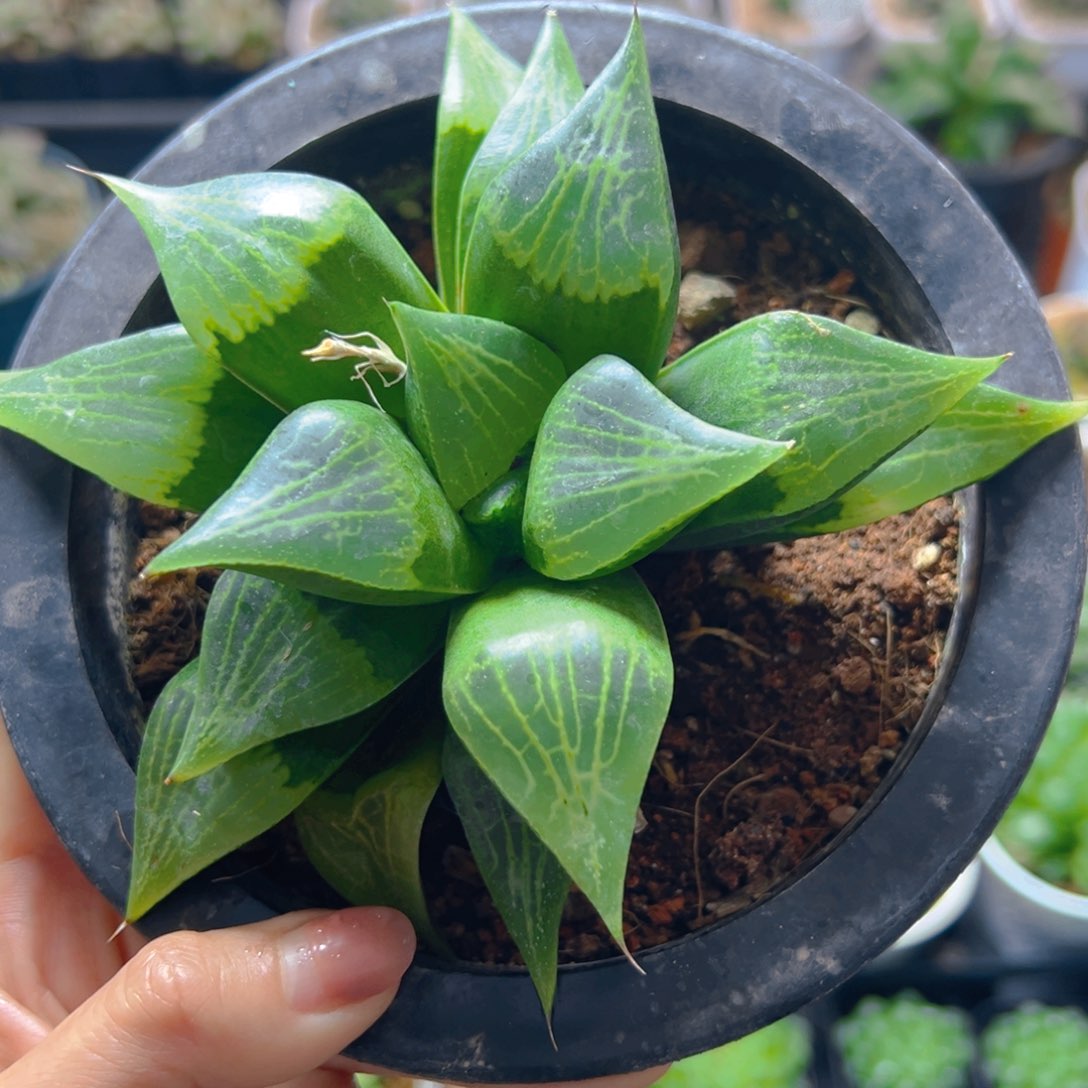 一代康平玉露多肉多肉母本1