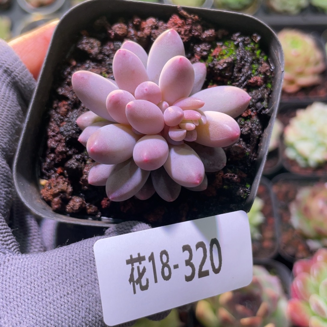 花利美18-320婴儿手指