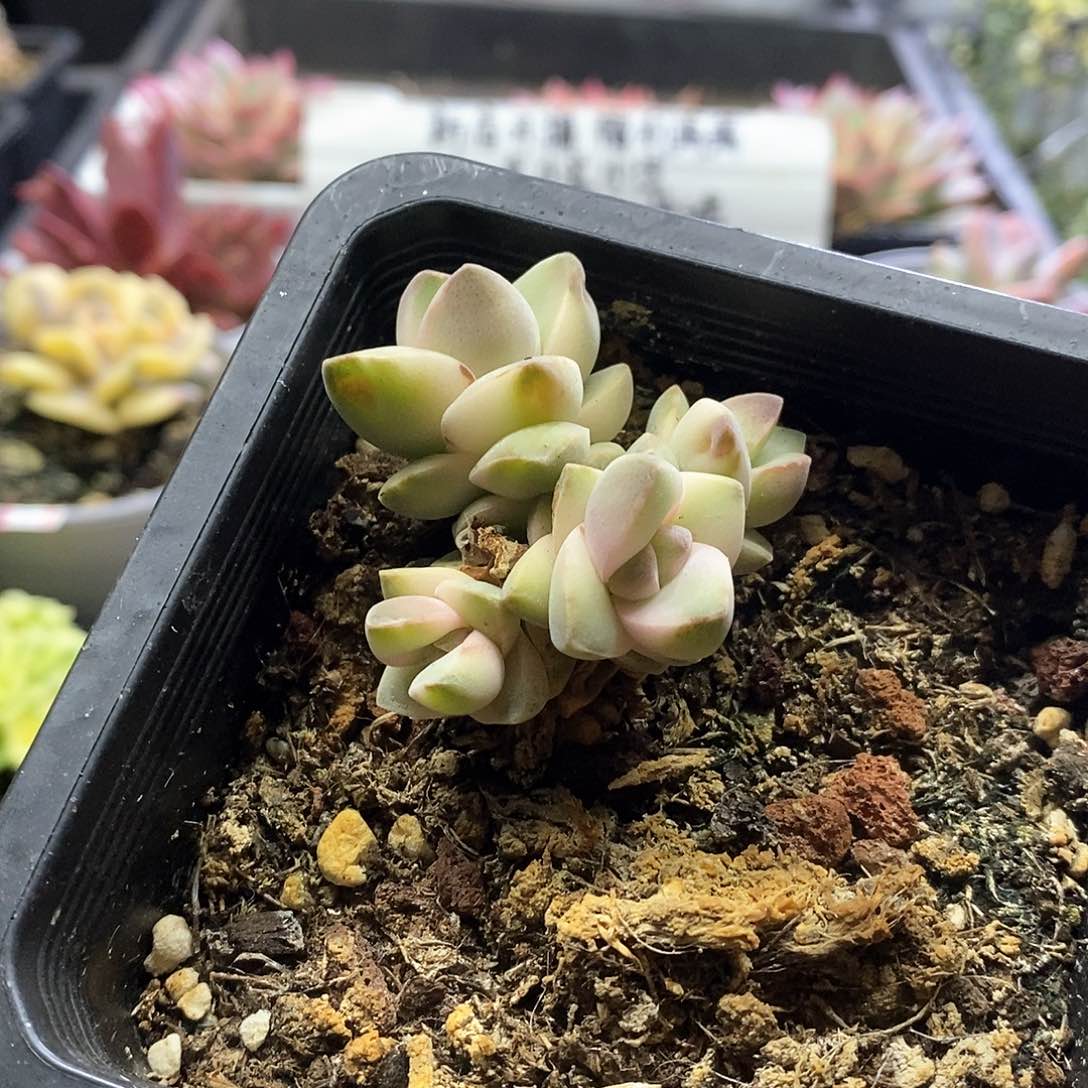 24133姬之传锦多肉