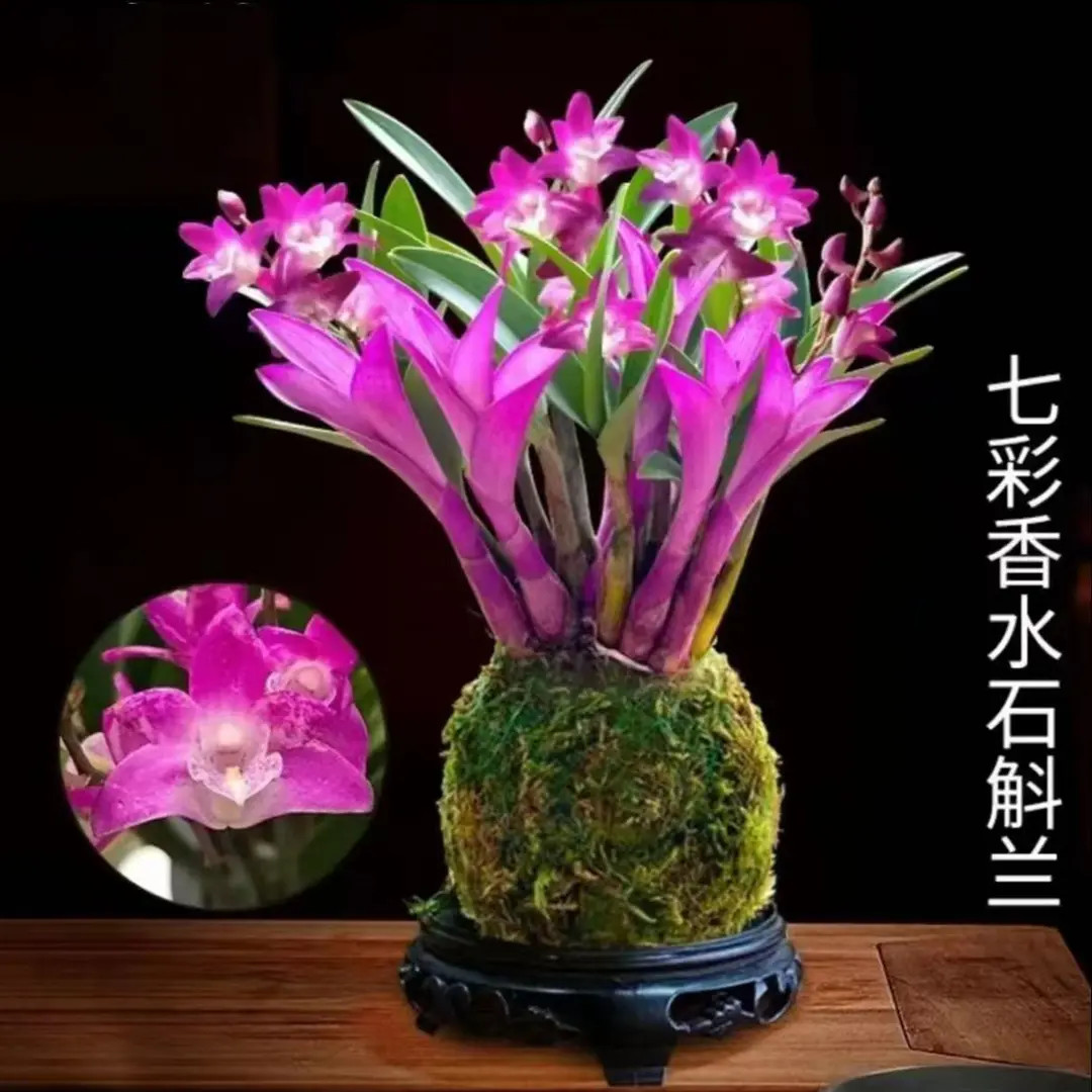 爆款新品七彩石斛兰水培清香室内绿植盆栽花卉桌客厅香水兰水培植