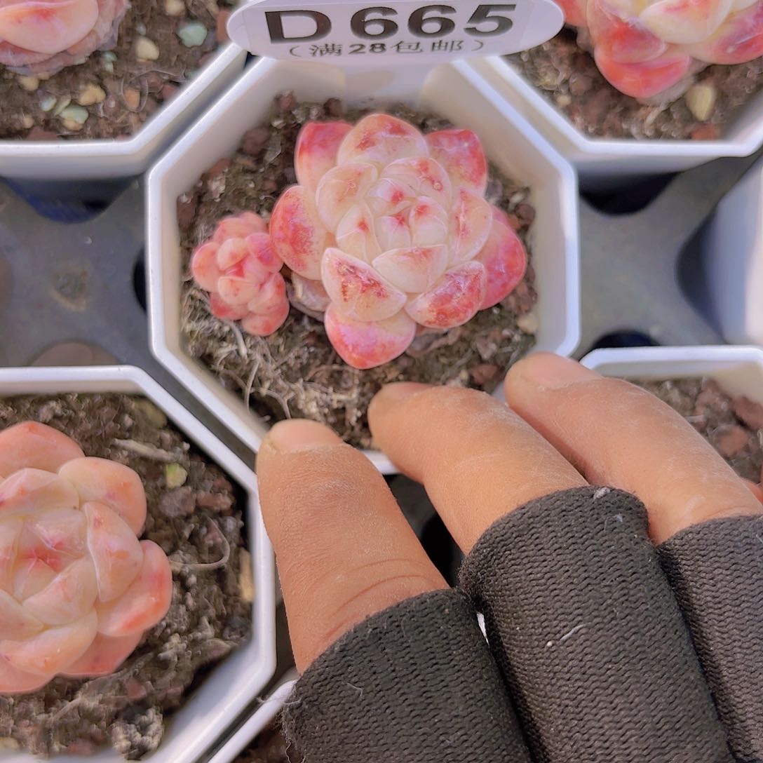 D665卡布奇诺一物一拍