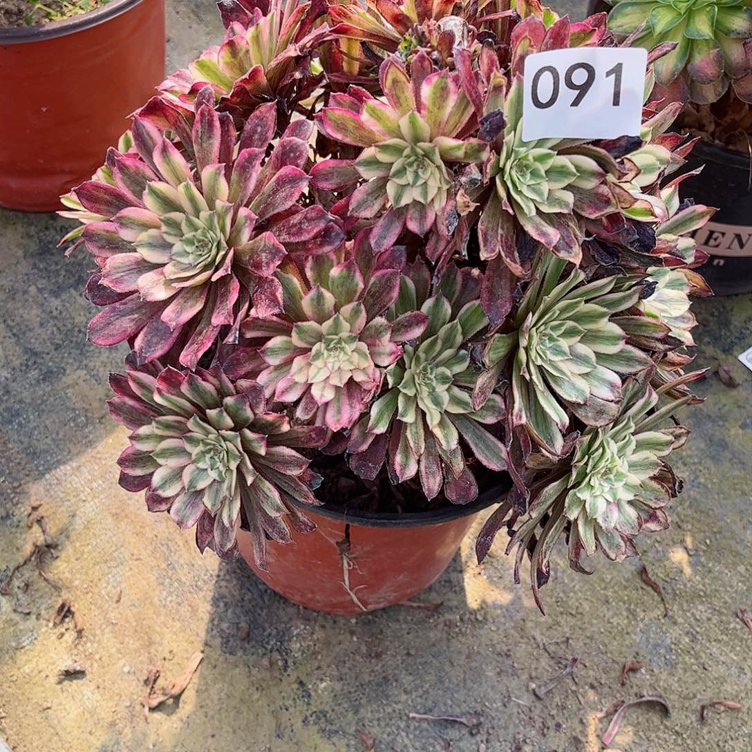 多肉植物云彩091