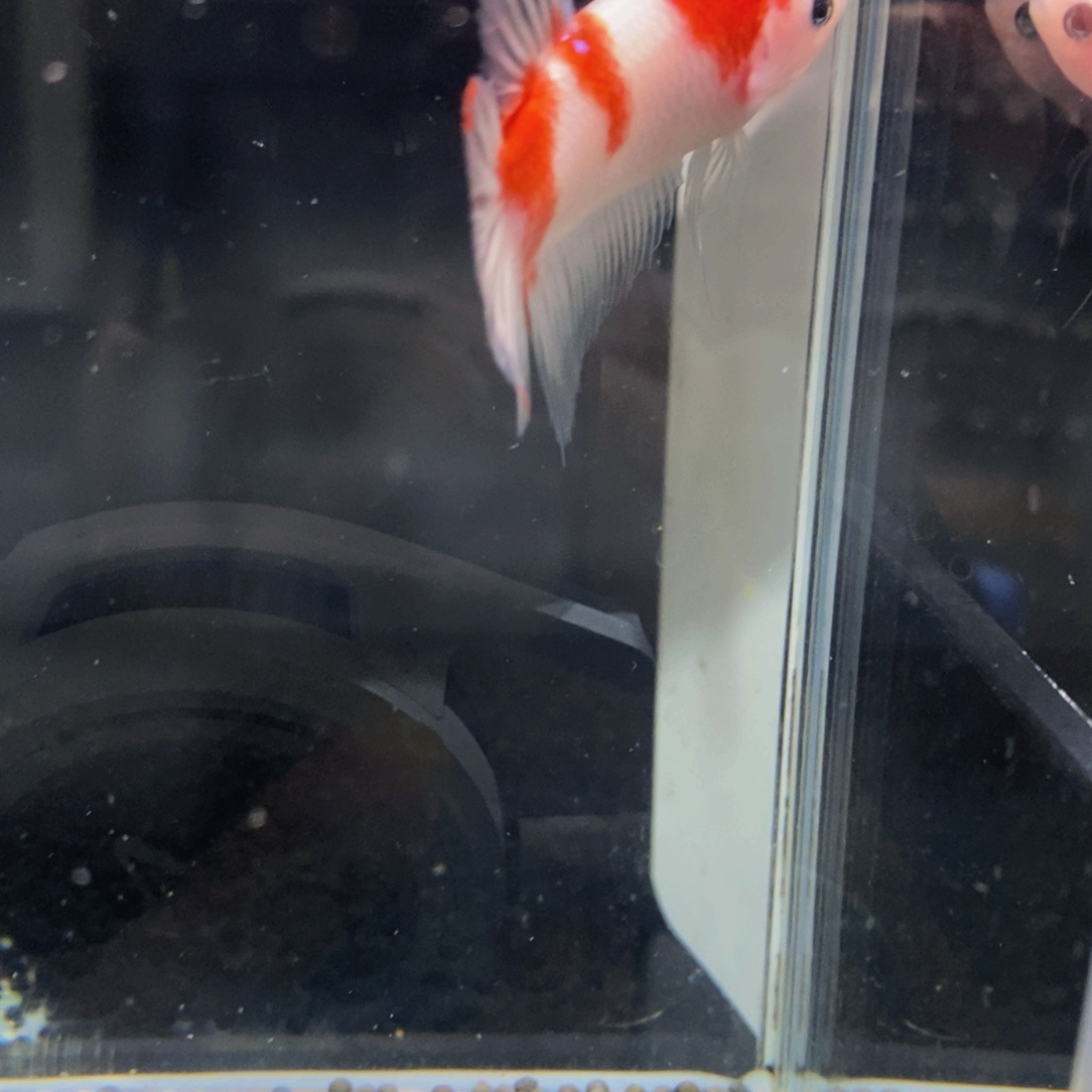 斗鱼292巨斗111111