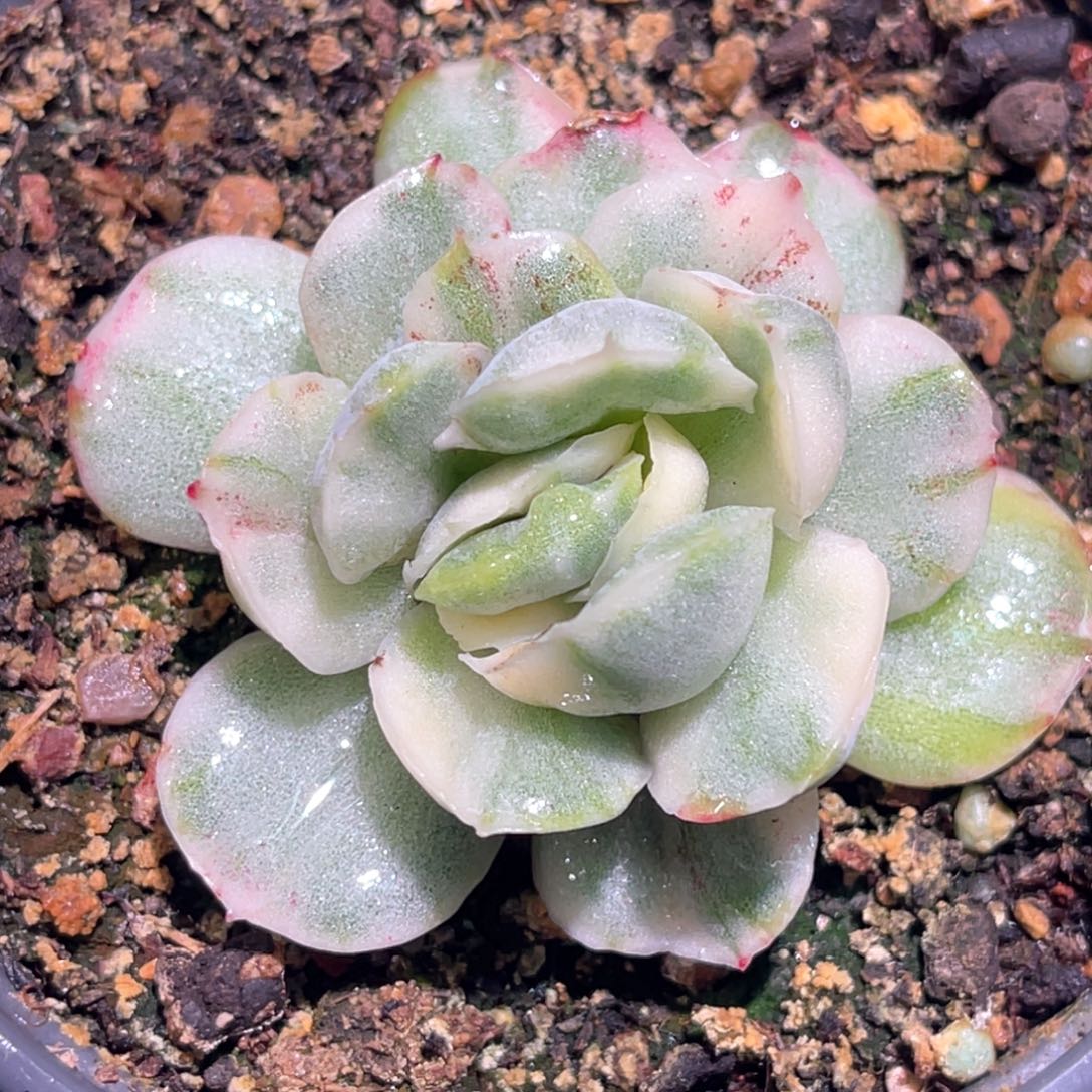 多肉特价草莓泡芙锦