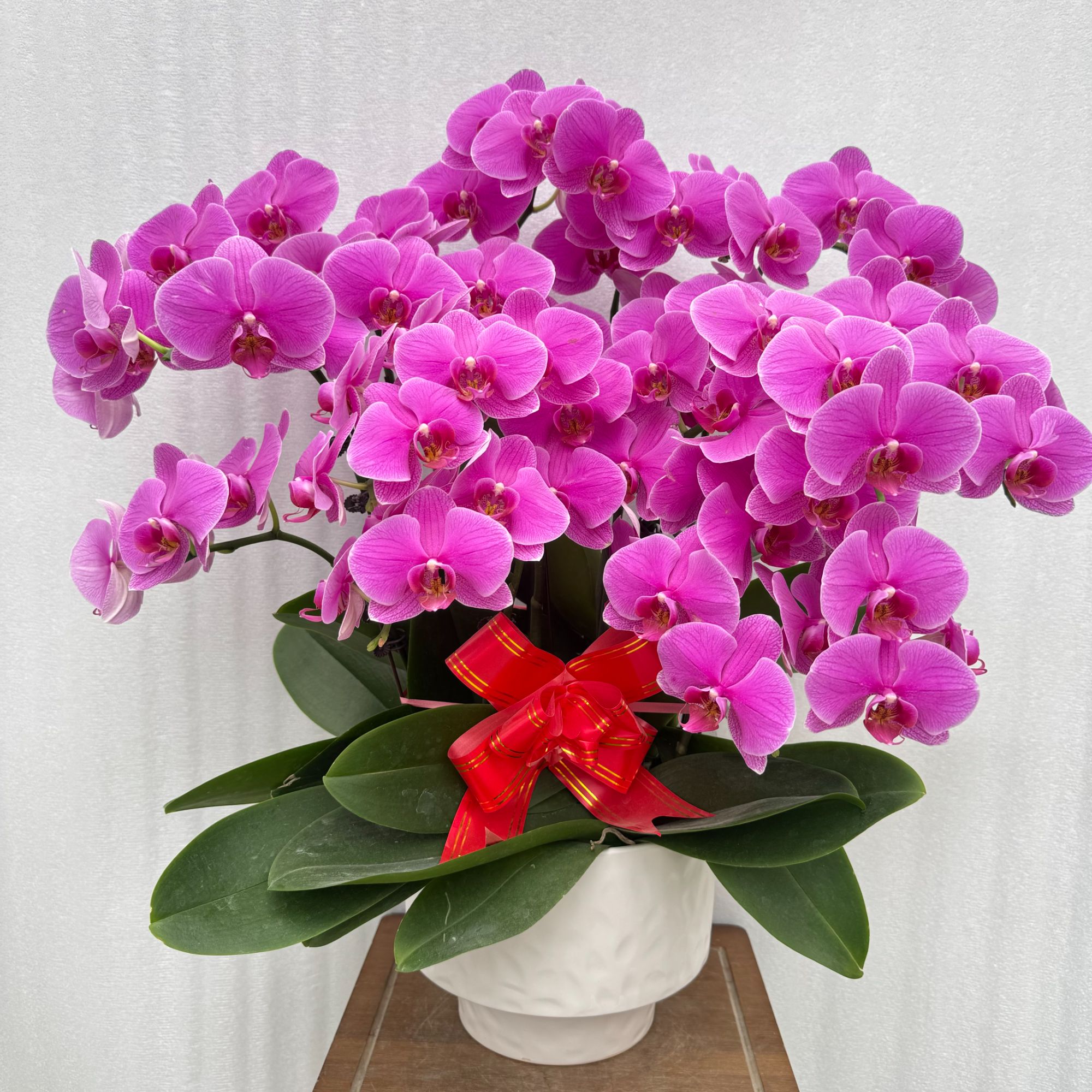 国馨【火蝴蝶】 蝴蝶兰懒人花 室内花卉 花期长 好养活植株