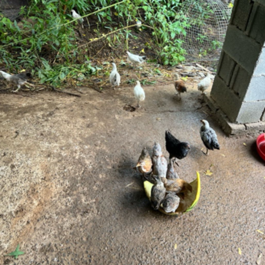 林下散养搭配单冠花冠鹊山宠物鸡6只包邮