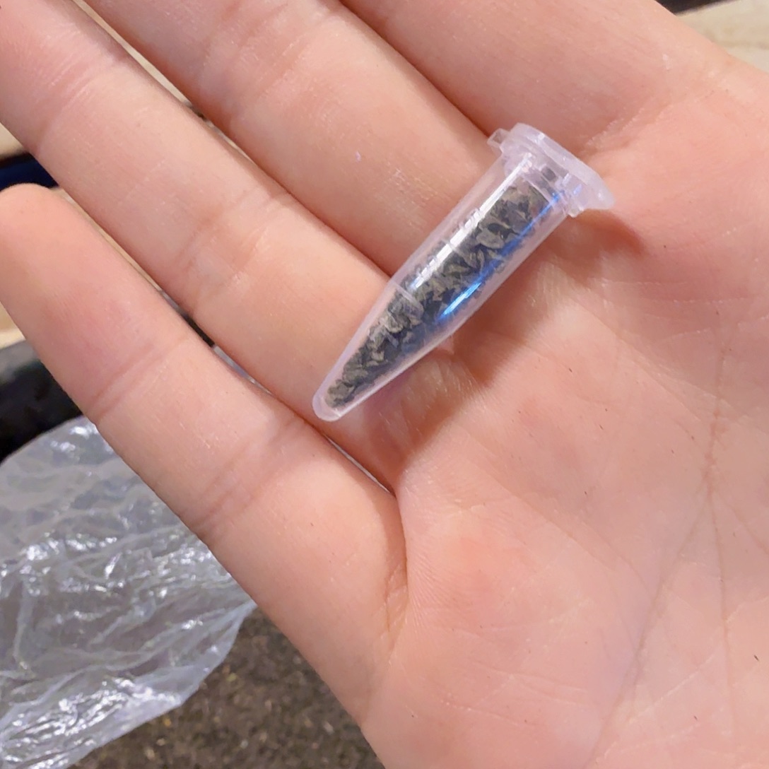 玉露种子保底200粒福利
