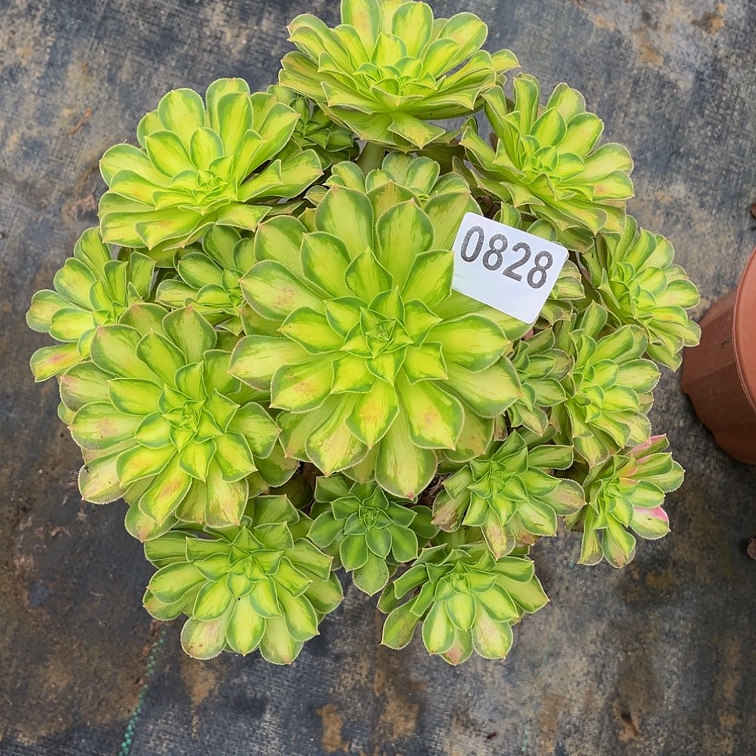 0828韶华33333冠服25左右