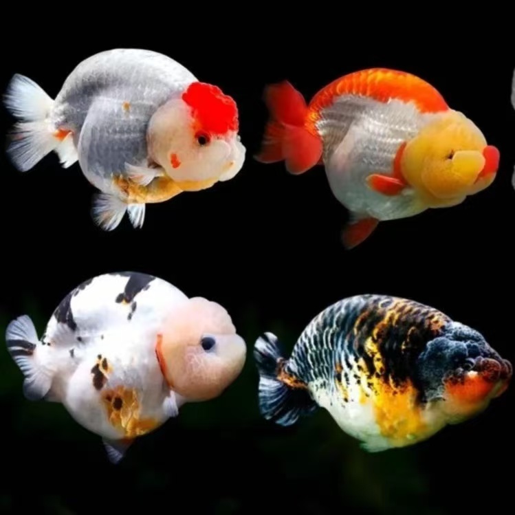 福州精品兰寿观赏鱼