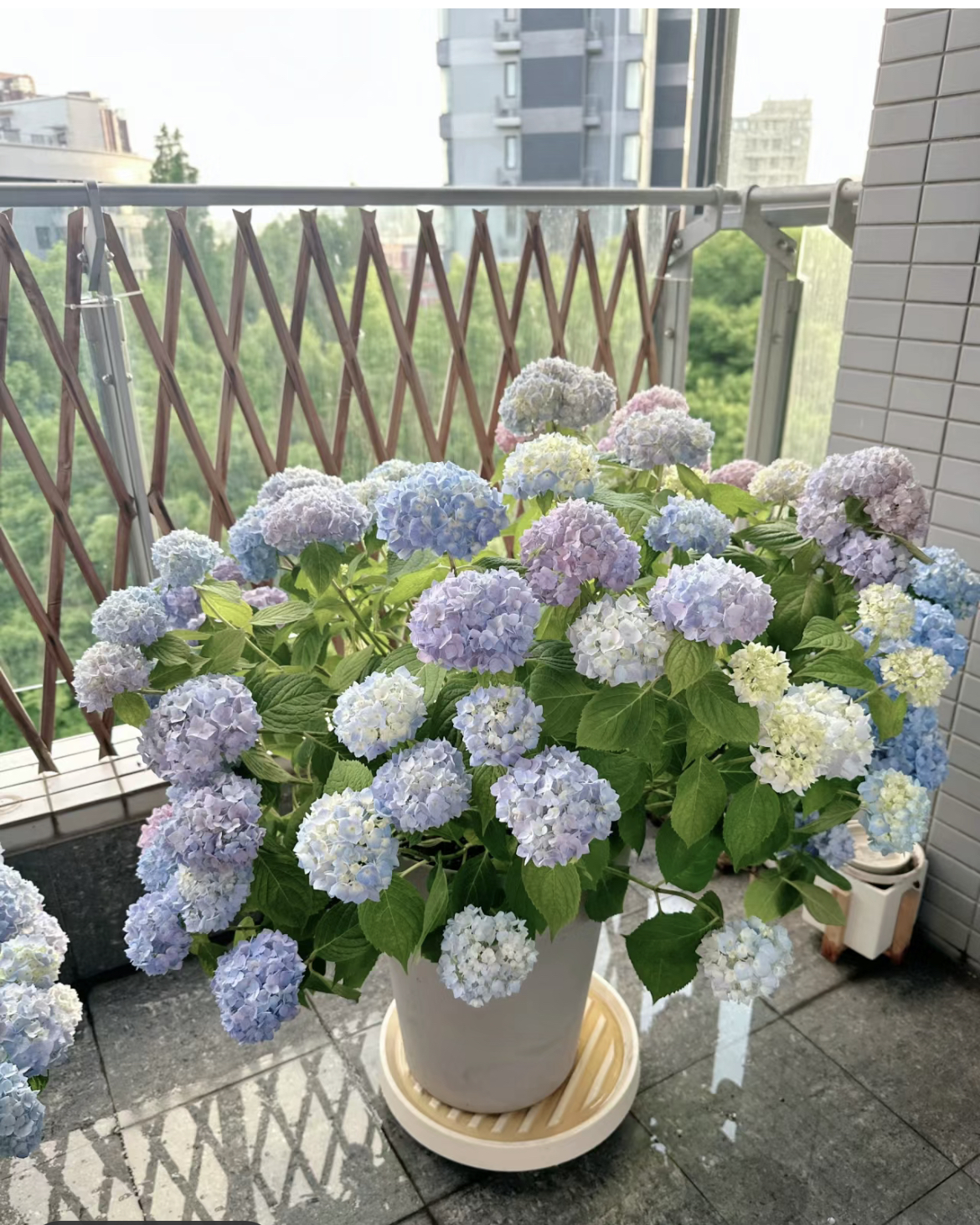 大花绣球品种盆栽地栽绿植阳台绣球花无尽夏