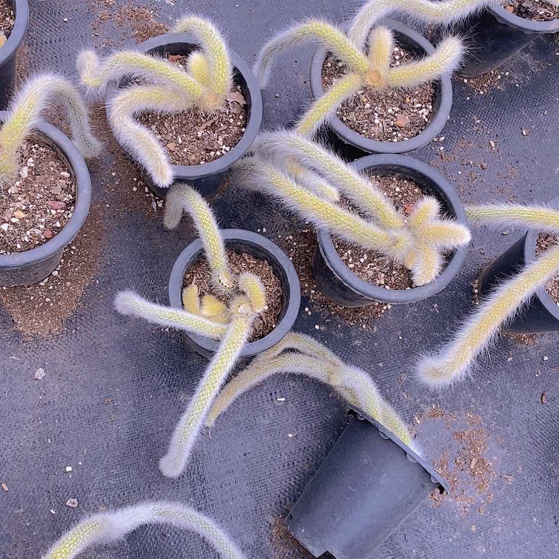 多根整群九尾狐一盆