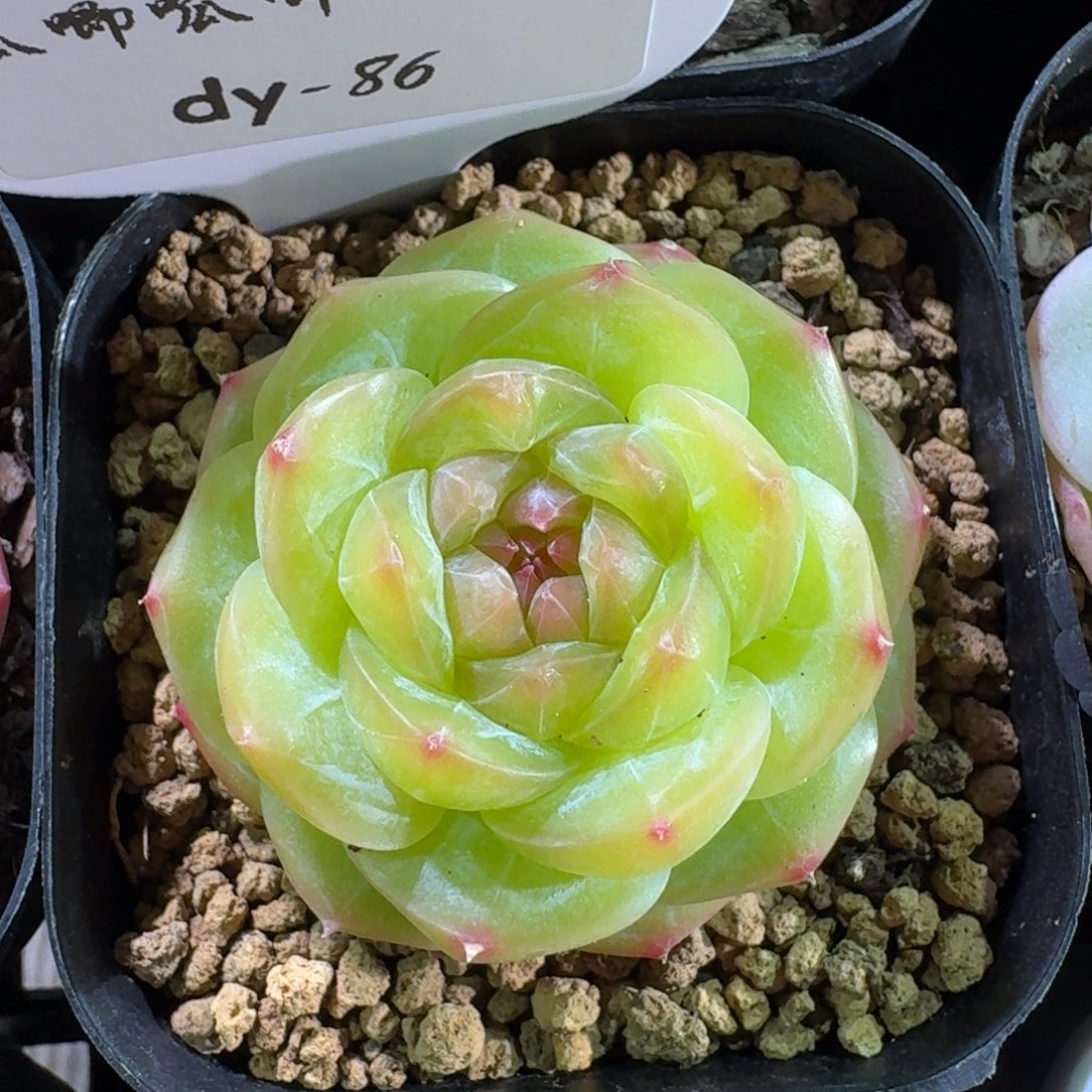 0130-086-mn绿色的头