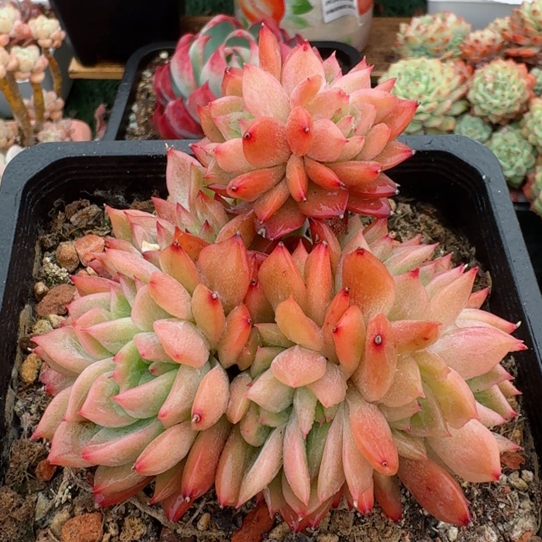 1758一物一拍（满28包邮