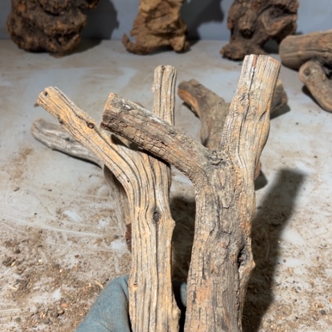 射***狼大果紫檀（缅甸花梨）