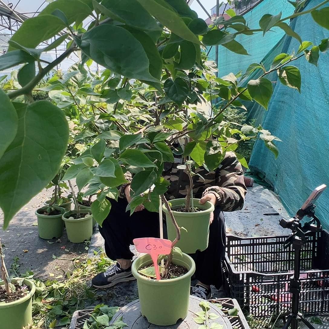 空***云当前无花栽培后可以开花C30橙粉公主