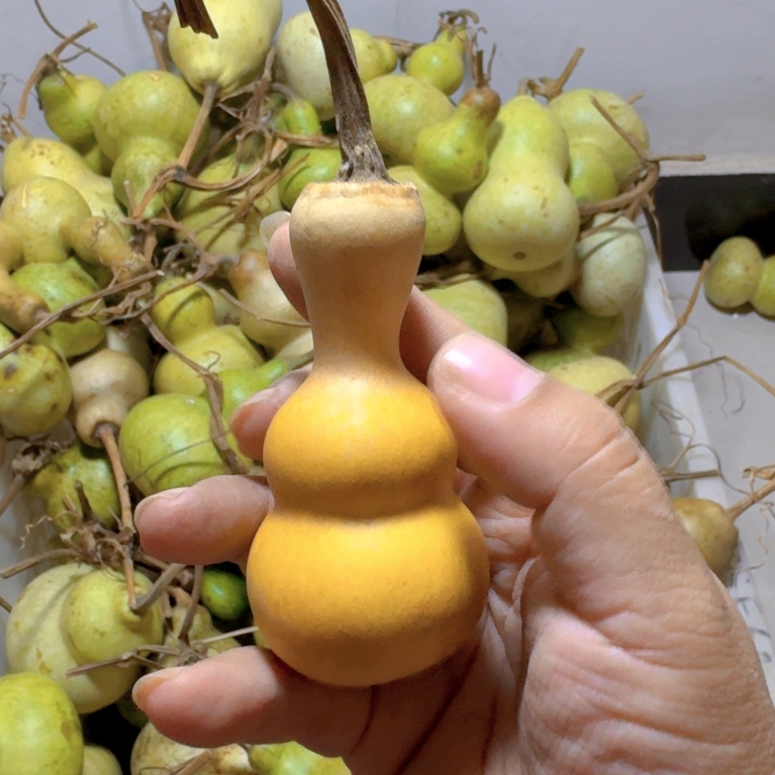 壹***雨青皮葫芦不保成不退不换