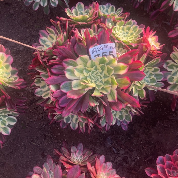 755天和多肉植物