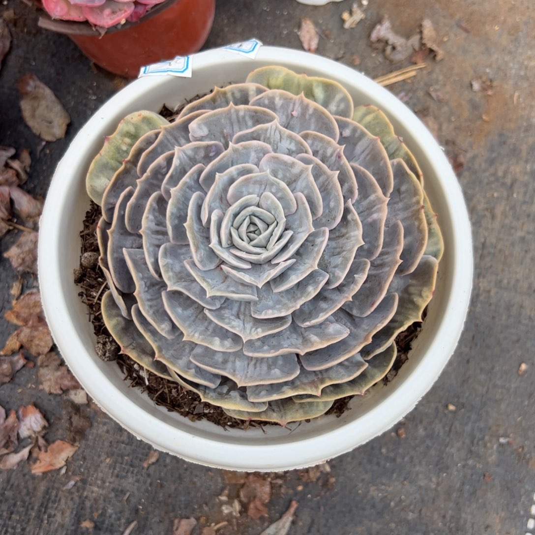 多肉单头漫威【非偏远满18包邮】