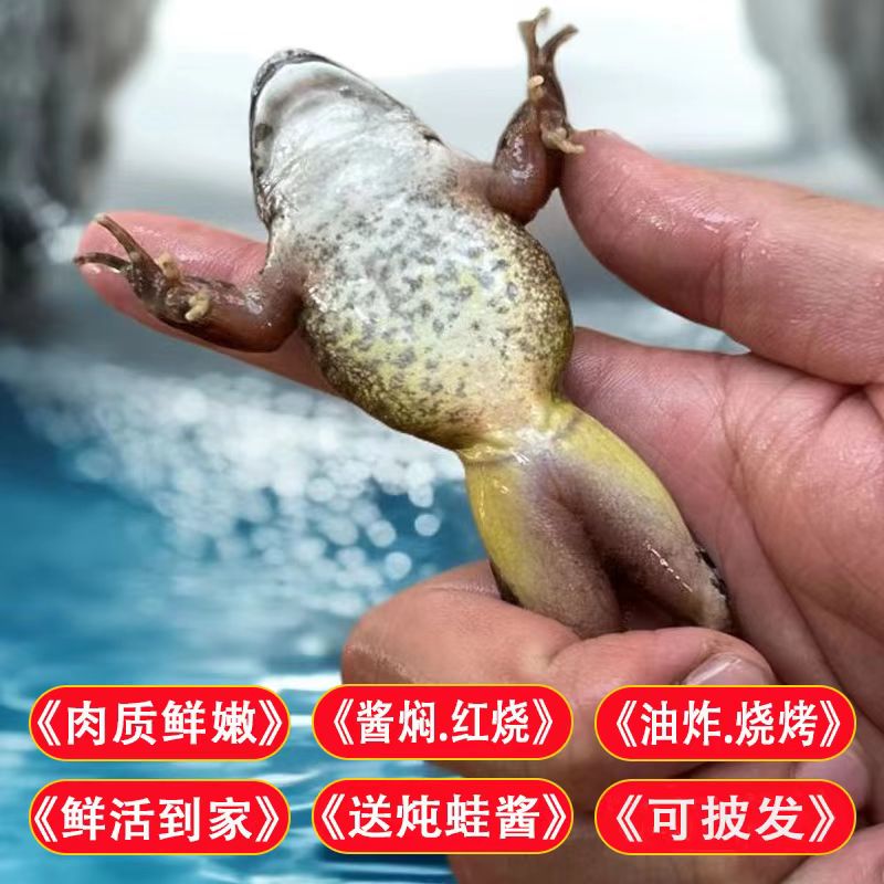东北鲜活公蛤蟆鲜活发货包邮下单送酱