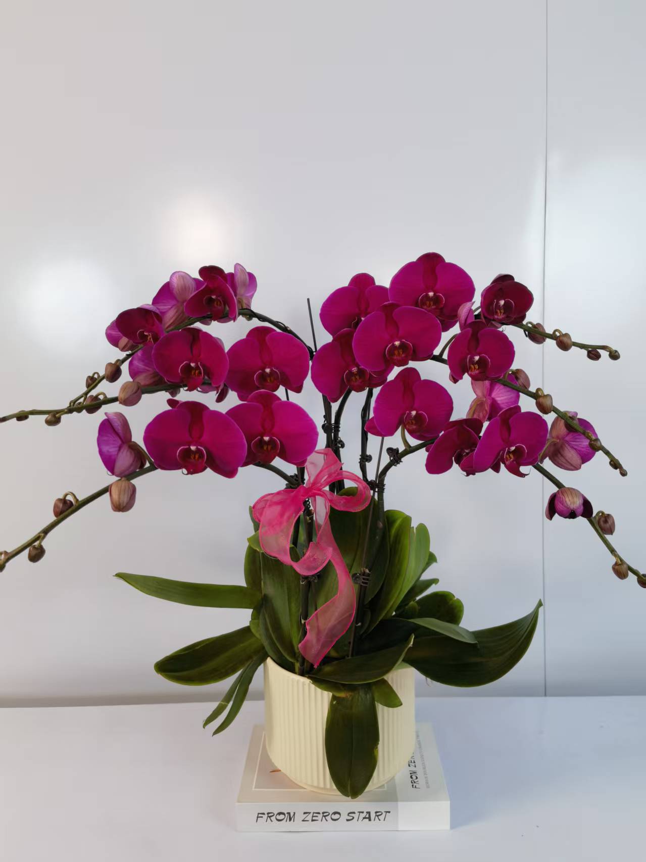 【大辣椒】蝴蝶兰盆栽带花苞花剑大苗客厅室内四季好养活植物花卉