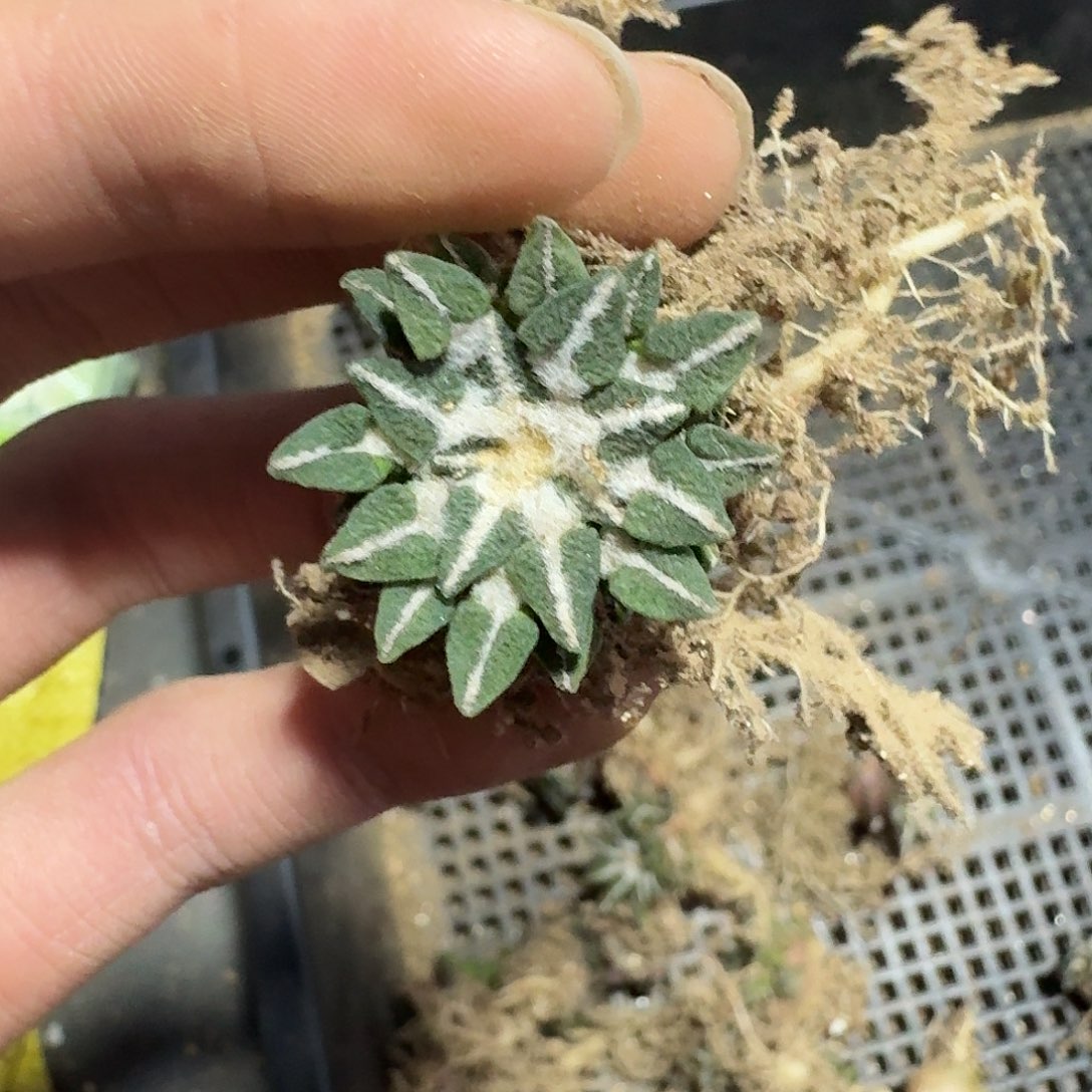 黑牡丹2cm起发保小萝卜跟