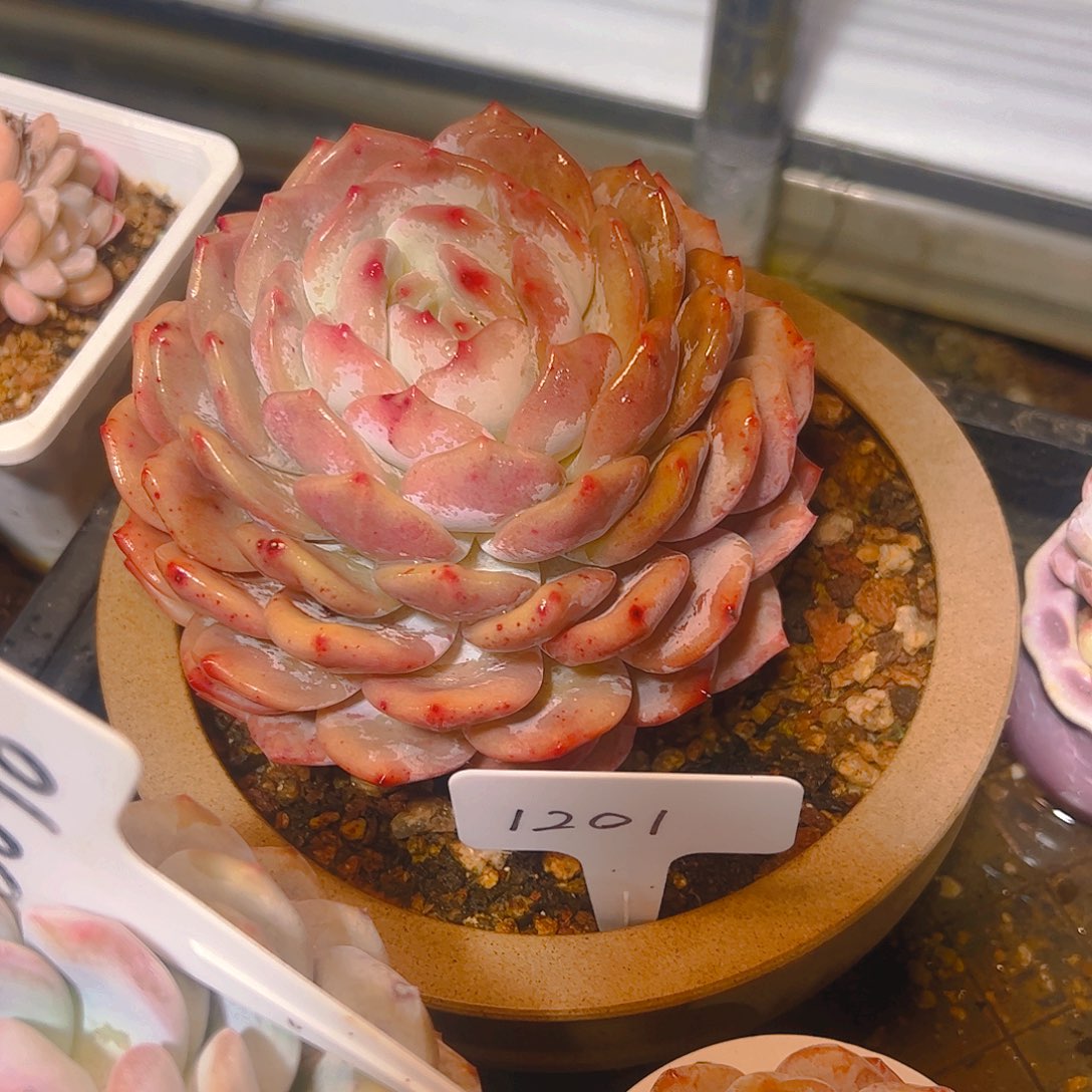 婷*大单头橙梦露1201号