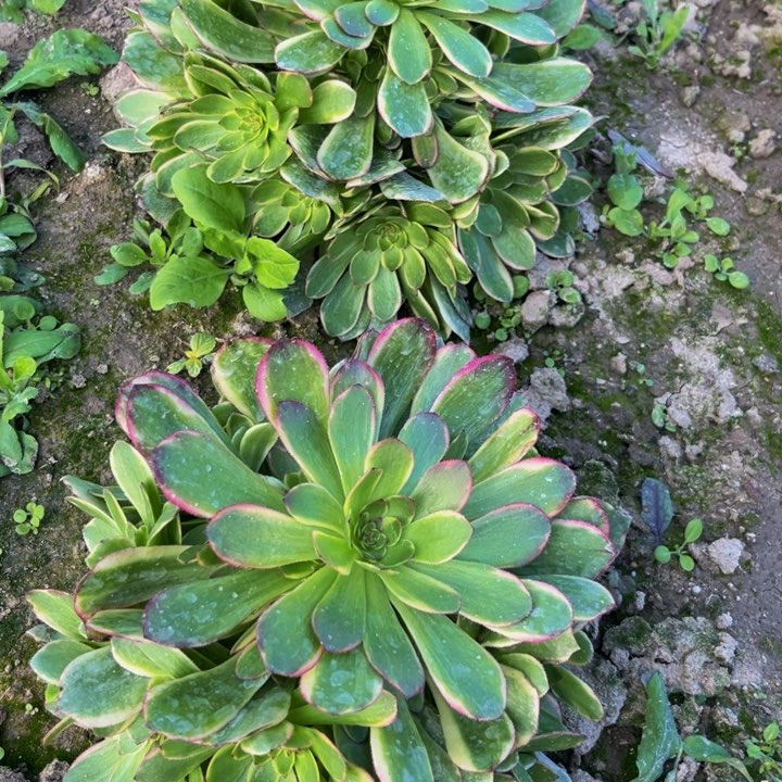 菲娜多肉植物捧花