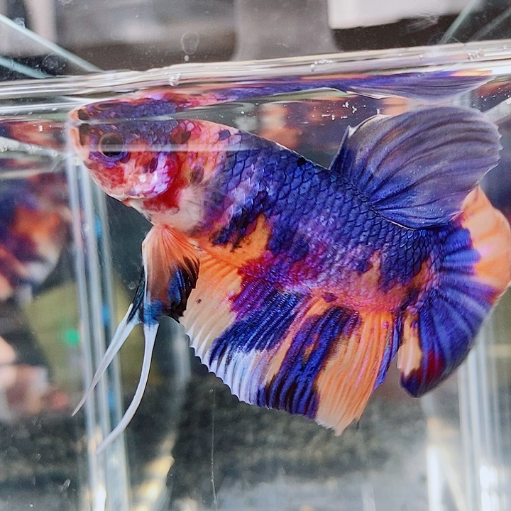 斗鱼黑224号巨斗将军