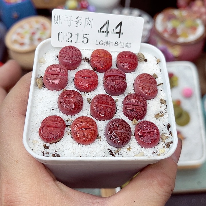 郎哥多肉生石花15-44