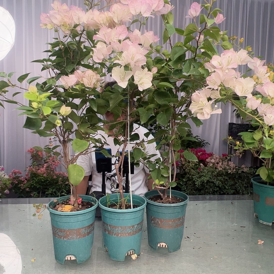 大部分开放少量花苞五宝带竹一颗