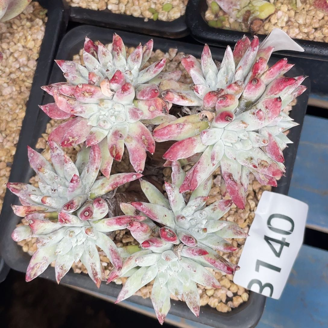 白姆老桩多头3140