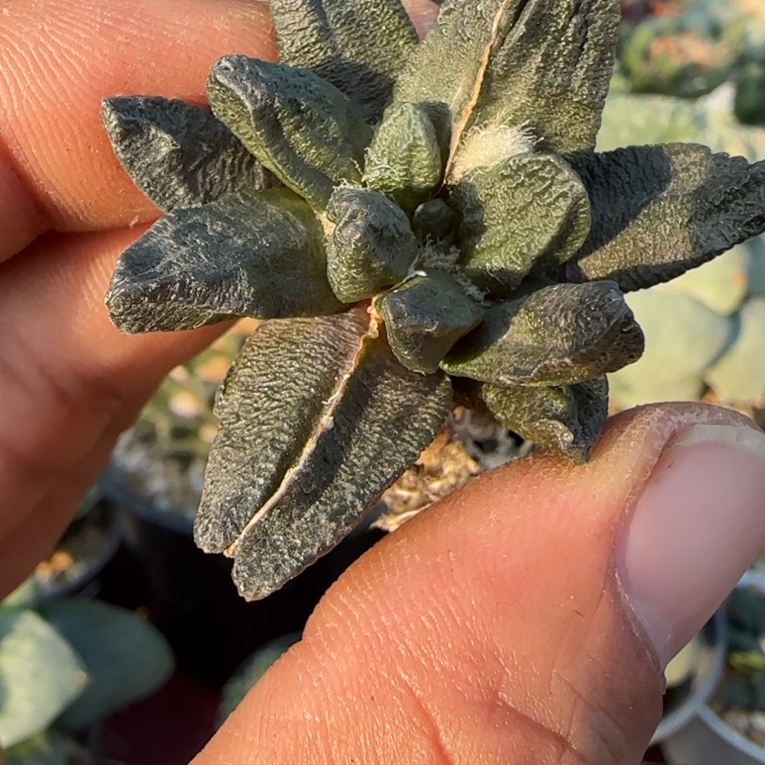 无花朵双头坠龙角精品07