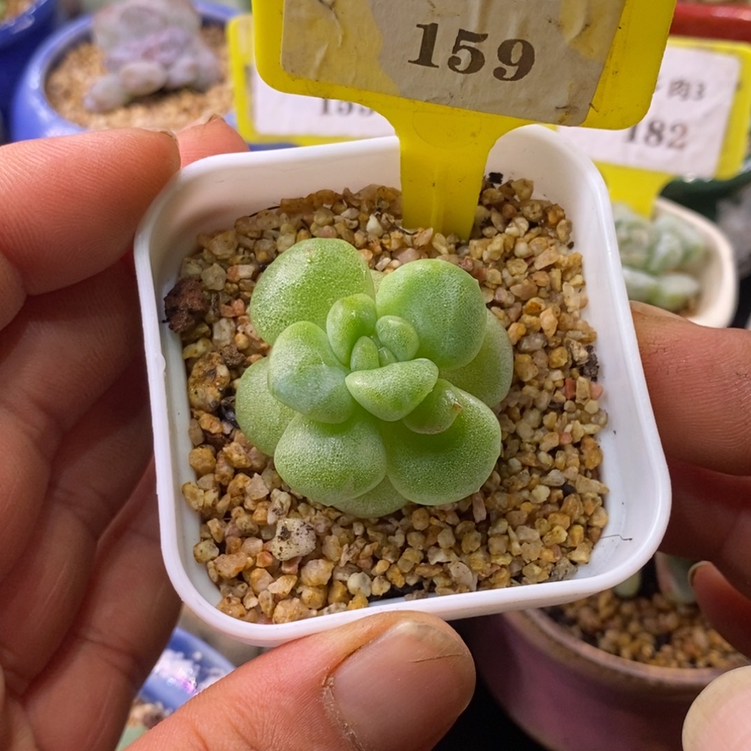 3159冰玉石化绿体小胖