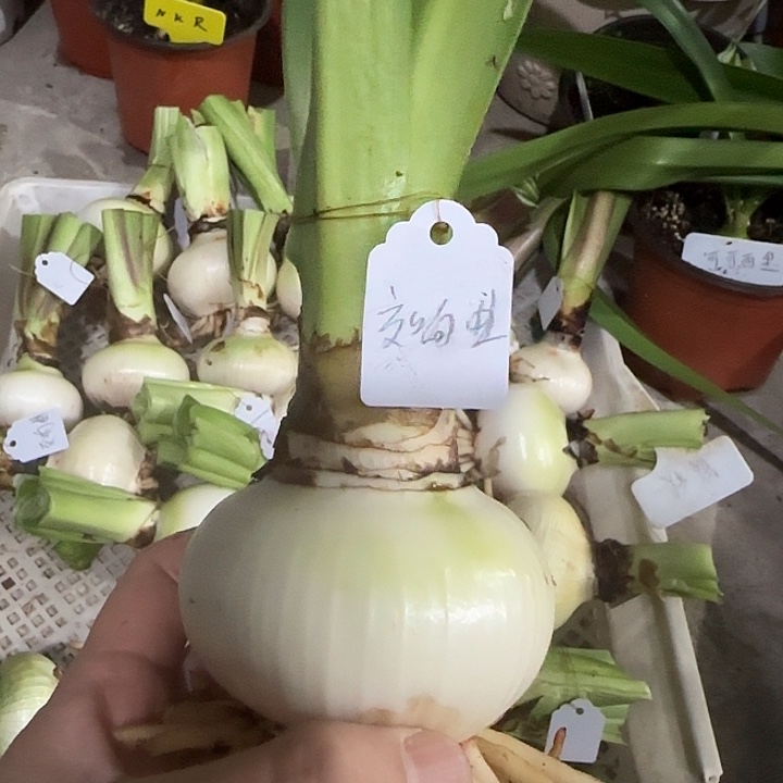 一***深交响曲6cm，裸球发货