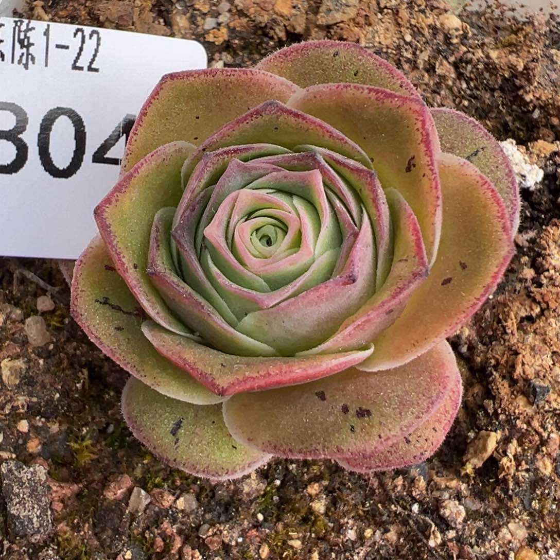 陈陈804蕾丝me杂多肉