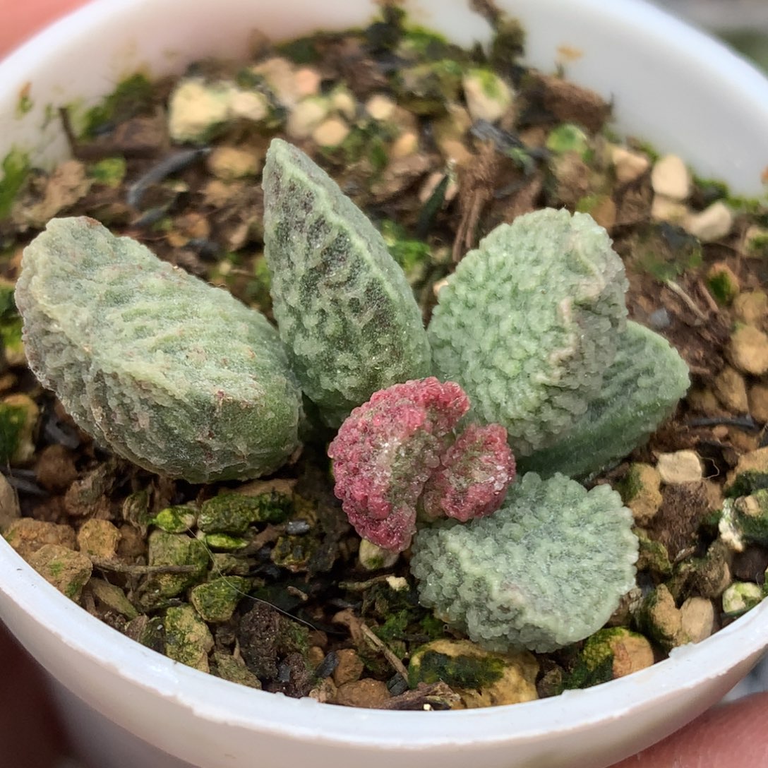 实生杂交新品水泡 5厘米盆口带盆发货