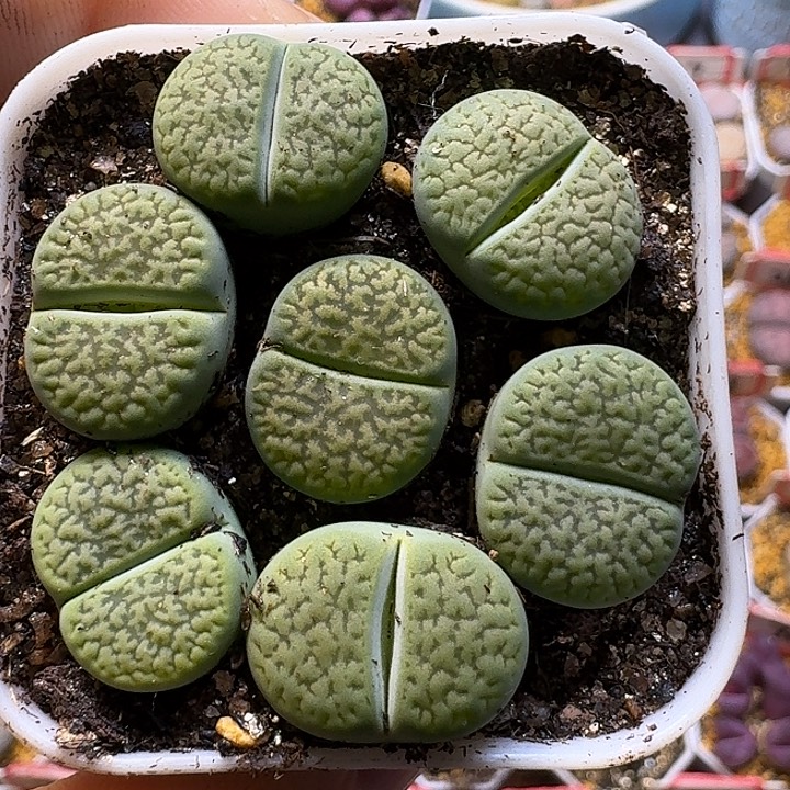 生石花111111。  320